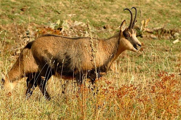 Camoscio d''Abruzzo Rupicapra pyrenaica ornata